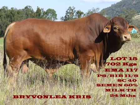 Bryvonlea Kris